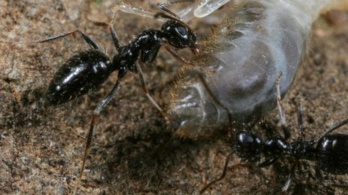 Check Your Pants! This Ethiopian Ant Could Conquer the World ...